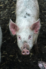 pig on a farm