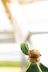 Small blot color cactus grow up on the top of big one