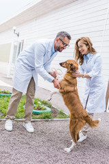 two veterinarians playing with dog on yard at veterinary clinic