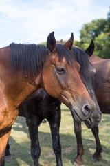 Obraz premium Horses on the meadow at animal shelter.