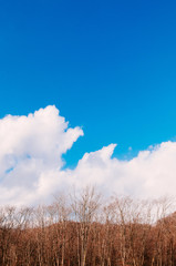 Noboribetsu dry leafless tree in forest of Hokkaido, Japan.