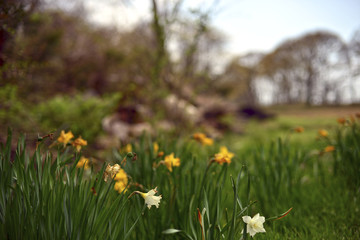 Obraz premium The Lilies at Spring
