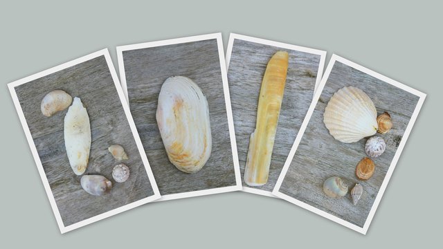 2019 en coquillages sur fond gris