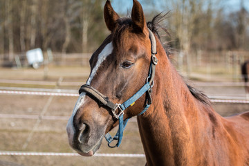 Fototapeta premium Pferdekopf, Pferdeporträt, Pferd