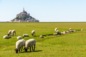 A flock of sheep grazing on the salt marshes close to the Mont Saint-Michel tidal island, situated...