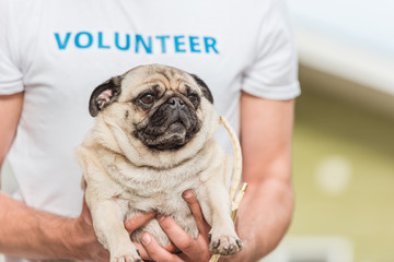 cropped image of volunteer of animals shelter holding funny pug dog
