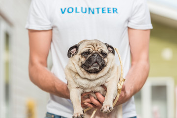 cropped image of volunteer of animals shelter holding pug dog