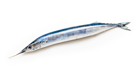 Full lenght of Garfish fish on white