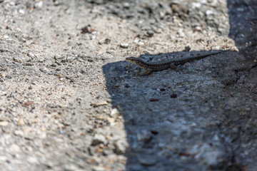 Lizard