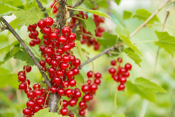  Red currant