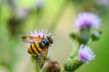 a bee collects honey on a thistle