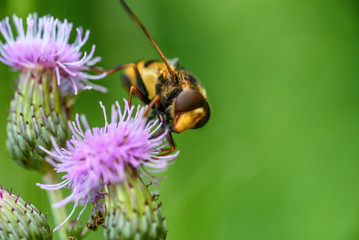 a bee collects honey on a thistle