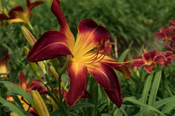 Field of red daylily with yellow center close-up