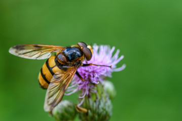a bee collects honey on a thistle