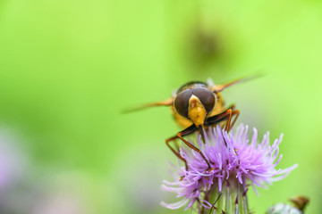 a bee collects honey on a thistle