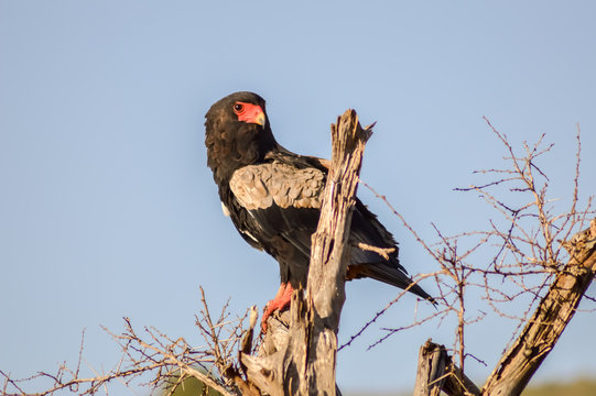 Eagle fasciated on a dead tree in Tsavo West Park