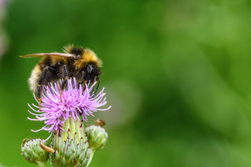 a bee collects honey on a thistle
