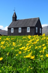 Budir black church with field of buttercups, snaefellsnes peninsula, iceland