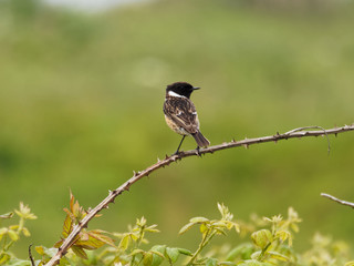 Perched Stone Chat