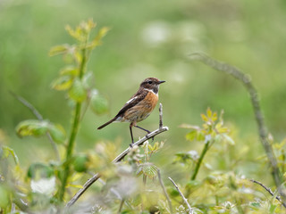 Stone Chat Profile