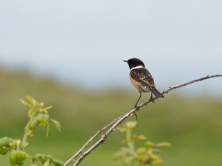 Stone Chat