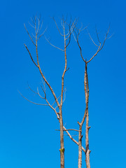 tree dead and blue sky