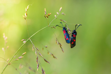 Two butterflies with red spots on their wings