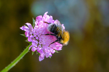 Shaggy bumblebee gathers nectar