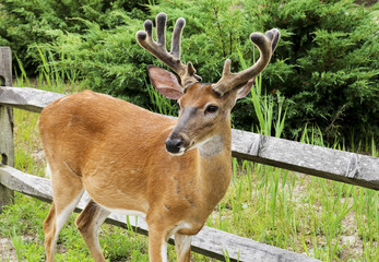Male deer on Fire Island with four point rack