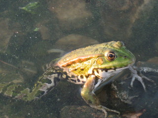 frog