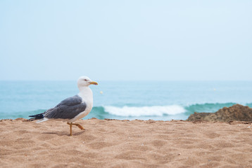 Seagull portrait against sea shore. Close up view of white bird seagull sitting by the beach.