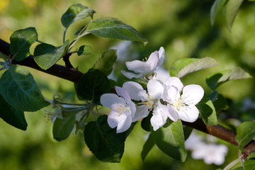 Flowering of apple trees in the spring of 2018 Kolomenskoye, Moscow, Russia