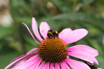 Bumble Bee gathering pollen from an Echinacea flower