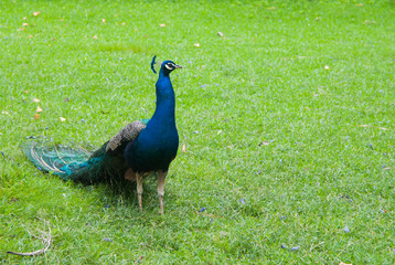 Obraz premium blue peacock on green background walking through a park
