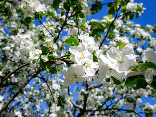 Flowering of apple trees in the spring of 2018 Kolomenskoye, Moscow, Russia