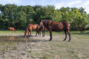 Horses on the meadow beside lake at animal shelter.