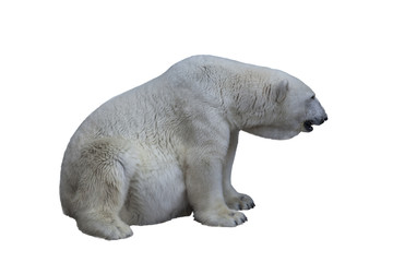 Plakat White Polar Bear