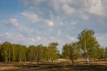 Fototapeta premium Heidelandschaft im Natuschutzgebiet Boberg mit drei Menschen im unscharfen Hintergrund. Selektiver Fokus.