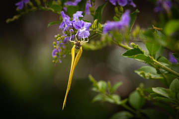 Butterfly on Flower