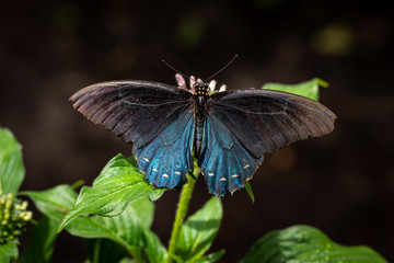 Butterfly on Flower