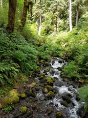 Fototapeta na wymiar Rocky Creek Flowing through Olympic National Park in Washington