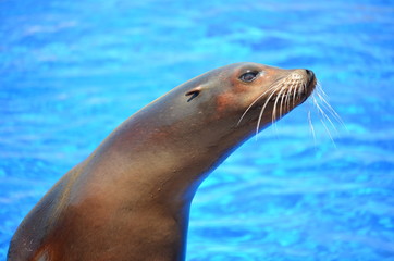 Naklejka premium Portret morskiej foki na tle basenu z wodą