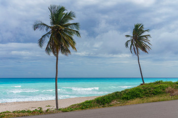 Two palm trees on a background of azure Caribbean sea and the grey rainy sky