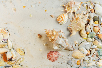 Summer beach,  Sand and sea  shells, summer concept.