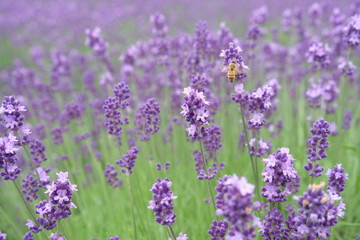 Close up of fresh lavender flowers with bees in Furano, Hokkaido, Japan