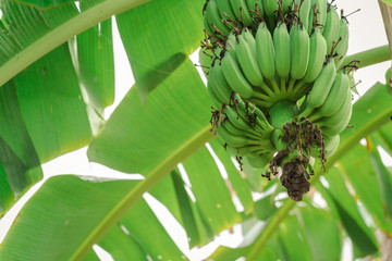 Green banana tree with group of raw bananas