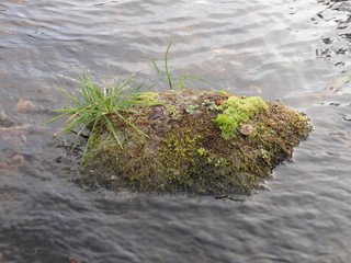 mossy stone sticking out of the water