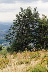 beautiful trees and sky clouds at top of mountains with amazing view, travel adventure concept