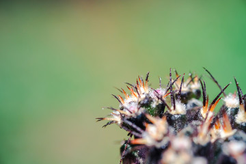 Text space with Macro close up the top of cactus, have some water drop on thorns of it