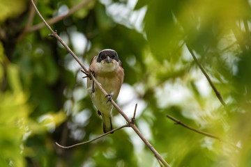 Lesser grey shrike or Lanius minor rests on branch